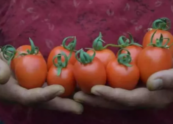 Rusya: Türkiye’den alınan domates kotasını 350 bin tona çıkarabiliriz