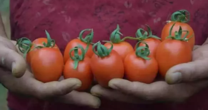 Rusya: Türkiye’den alınan domates kotasını 350 bin tona çıkarabiliriz