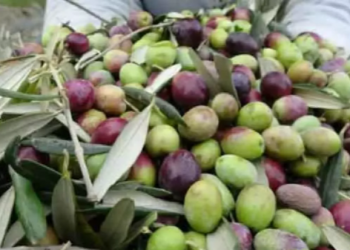 Zeytin üreticisine devlet desteği sürüyor