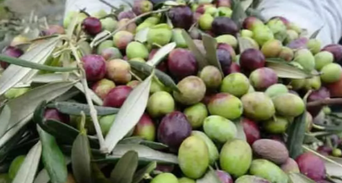 Zeytin üreticisine devlet desteği sürüyor