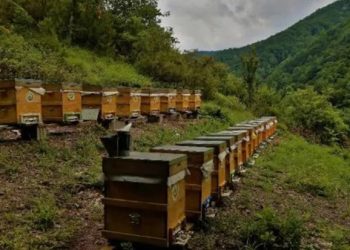 Bal ormanlarından ekonomiye 300 milyon TL katkı sağlayacak