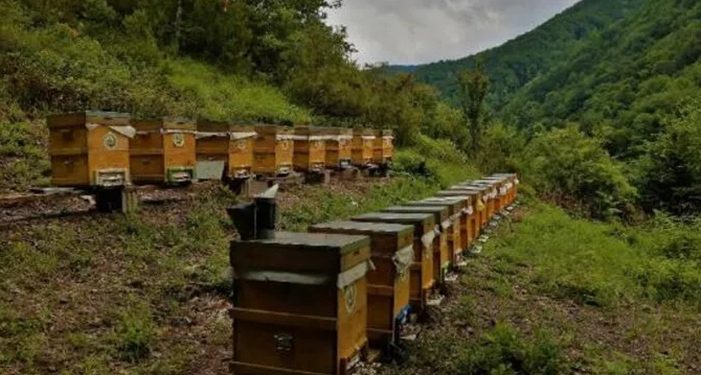 Bal ormanlarından ekonomiye 300 milyon TL katkı sağlayacak