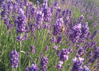 139 çeşit için devlet harekete geçti: Destek verilecek