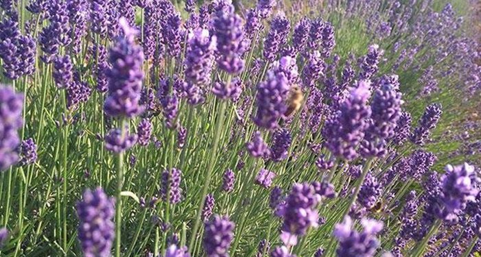 139 çeşit için devlet harekete geçti: Destek verilecek