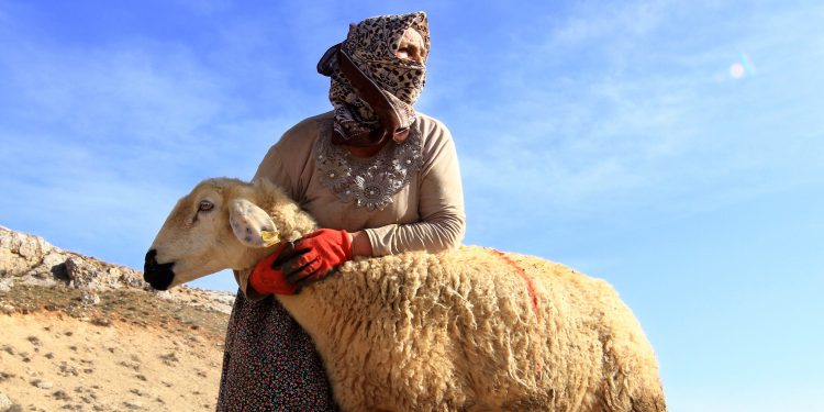 Hayvan yetiştiricilerinin hasarına TARSİM pansumanı
