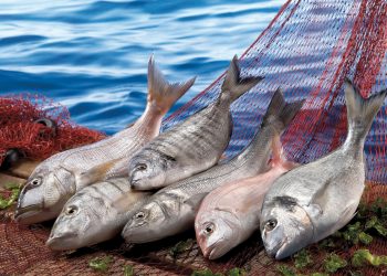 Su ürünleri ihracatı 10 yılda 2.5 kat arttı