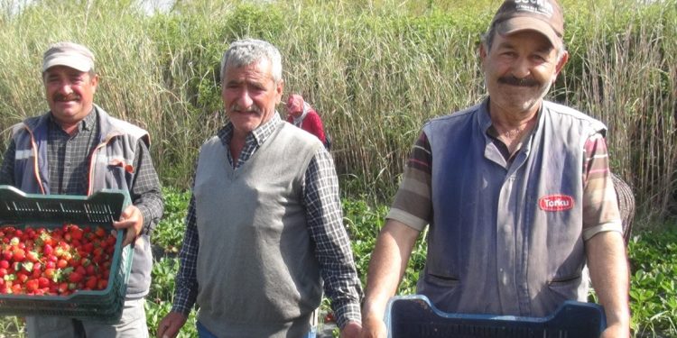 Tarım ürünleri üretici fiyatları nasıl seyretti?