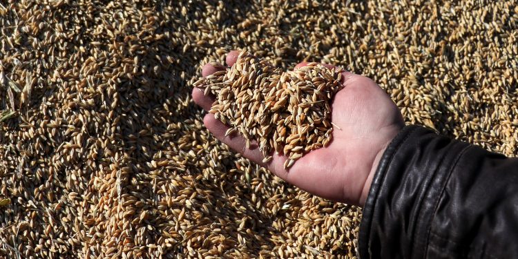 Sertifikalı tohuma 3.4 milyarlık destek