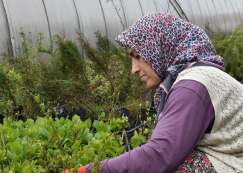 Fidan üretimine iklim değişikliği ayarı
