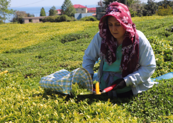 ÇAYKUR sezona hızlı başlangıç yaptı