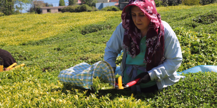ÇAYKUR sezona hızlı başlangıç yaptı