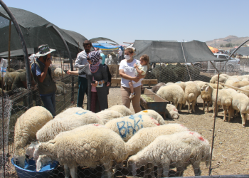 Yaklaşan Kurban Bayramı Vatandaşı nasıl “ET”kileyecek?
