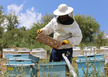Bal ormanlarıyla üretimi artırma planı
