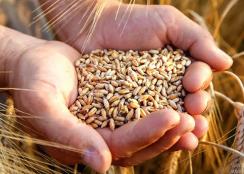 2022 hububat alımında esaslar belirlendi