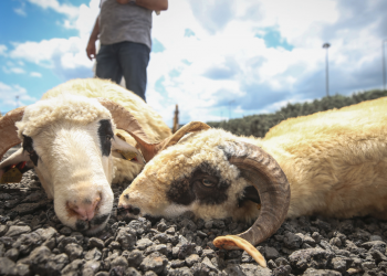 Kurban kesim ve nakline yönelik esaslar belirlendi