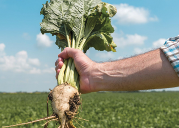 Şeker fiyatlarını makul seviyede tutacaklar
