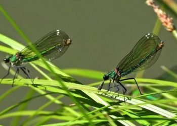 ASELSAN böcek boyutunda mikro İHA üzerinde çalışıyor