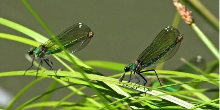 ASELSAN böcek boyutunda mikro İHA üzerinde çalışıyor