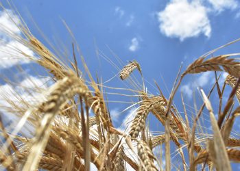 İstanbul’daki mutabakat Buğday fiyatını düşürür mü?