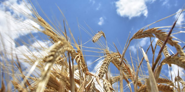İstanbul’daki mutabakat Buğday fiyatını düşürür mü?