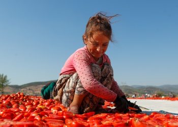 6 ayda 247 milyon dolarlık domates ihracatı yapıldı
