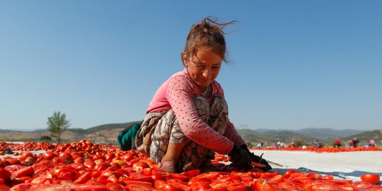 6 ayda 247 milyon dolarlık domates ihracatı yapıldı