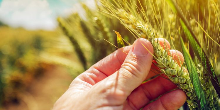 Dünya gıda güvenliği için 11 milyar dolarlık destek