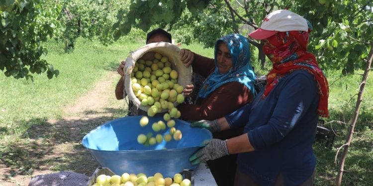 Yaş sebze ve meyvede Rusya başı çekiyor