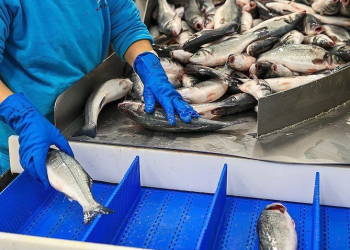 Türk su ürünleri Rusya pazarına “daldı”