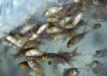 İstanbul’un göletlerine “Balıklama” çözümü