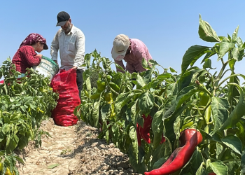 Kapya biberde 61 bin tonluk rekolte beklentisi