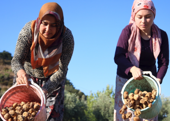 Ege’nin kuru meyvesi için verim ve tasarruf adımı