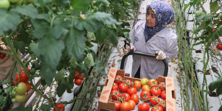 Tarımsal üretimde jeotermal seracılık atılımı