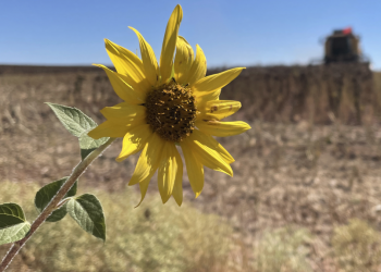 Ayçiçeği hibe tohumu üreticileri sevindirdi