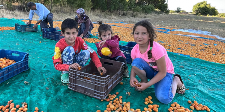 Tarım sektörü ihracatta ön saflarda yer alıyor