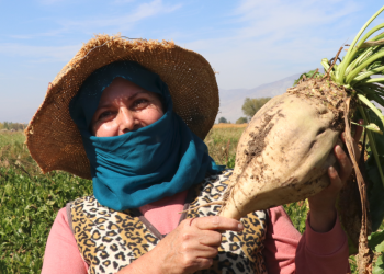 Konya Şeker 500 bin tonluk üretime kilitlendi