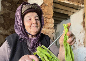 Tütün üretiminde yüksek rekolte beklentisi