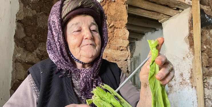 Tütün üretiminde yüksek rekolte beklentisi