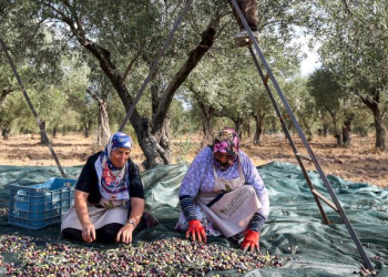 Sofralık zeytinde hasat dönemi başladı