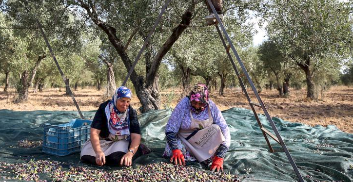 Sofralık zeytinde hasat dönemi başladı