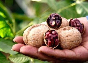 Ceviz ıslah projesi ekonomik katkı sağlar