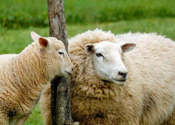 Devlet desteğiyle koyun sayısını artırdılar