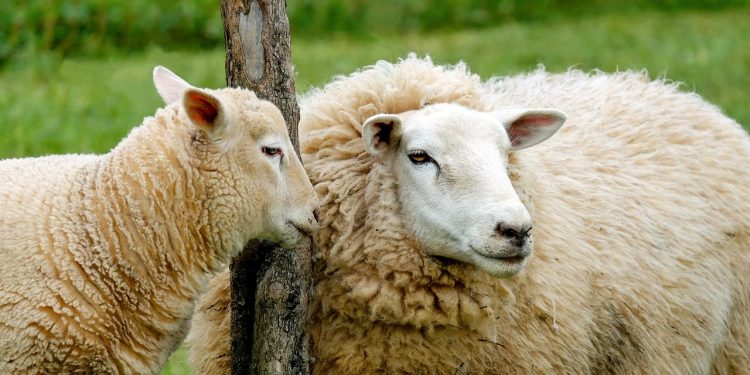 Devlet desteğiyle koyun sayısını artırdılar