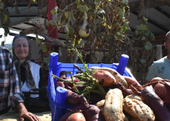 Üreticiler tatlı patates ile uyumlu üretime geçti