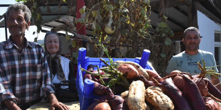 Üreticiler tatlı patates ile uyumlu üretime geçti