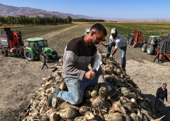 Şeker pancarı hasadı çiftçiye yeni umut