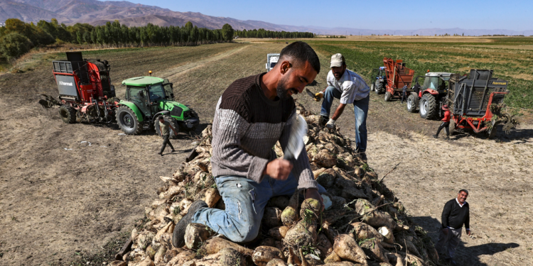 Şeker pancarı hasadı çiftçiye yeni umut