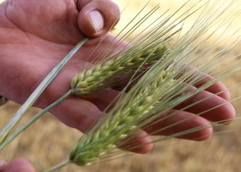 Buğday ve arpa tohumu dağıtımı devam ediyor