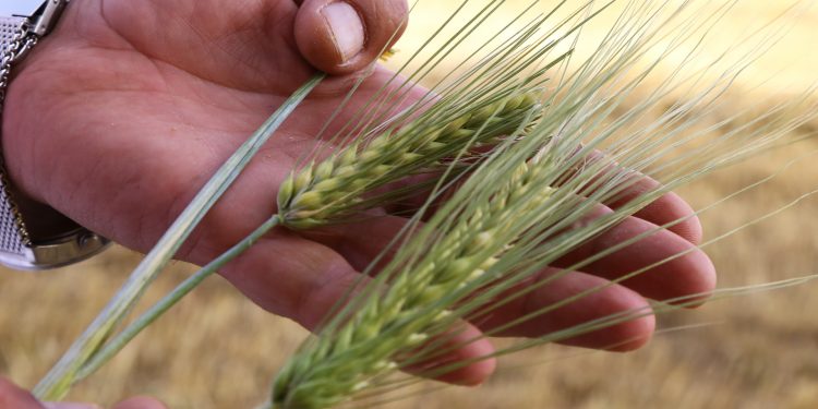 Buğday ve arpa tohumu dağıtımı devam ediyor