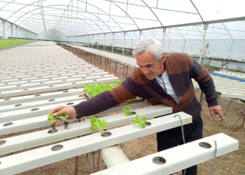 Topraksız tarım uygulaması meyvelerini vermeye başladı
